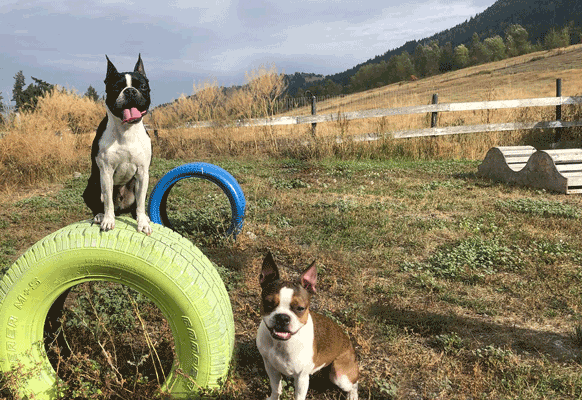 Yes, dog parks can be poop pastures, but are they unsafe? – The Denver Post